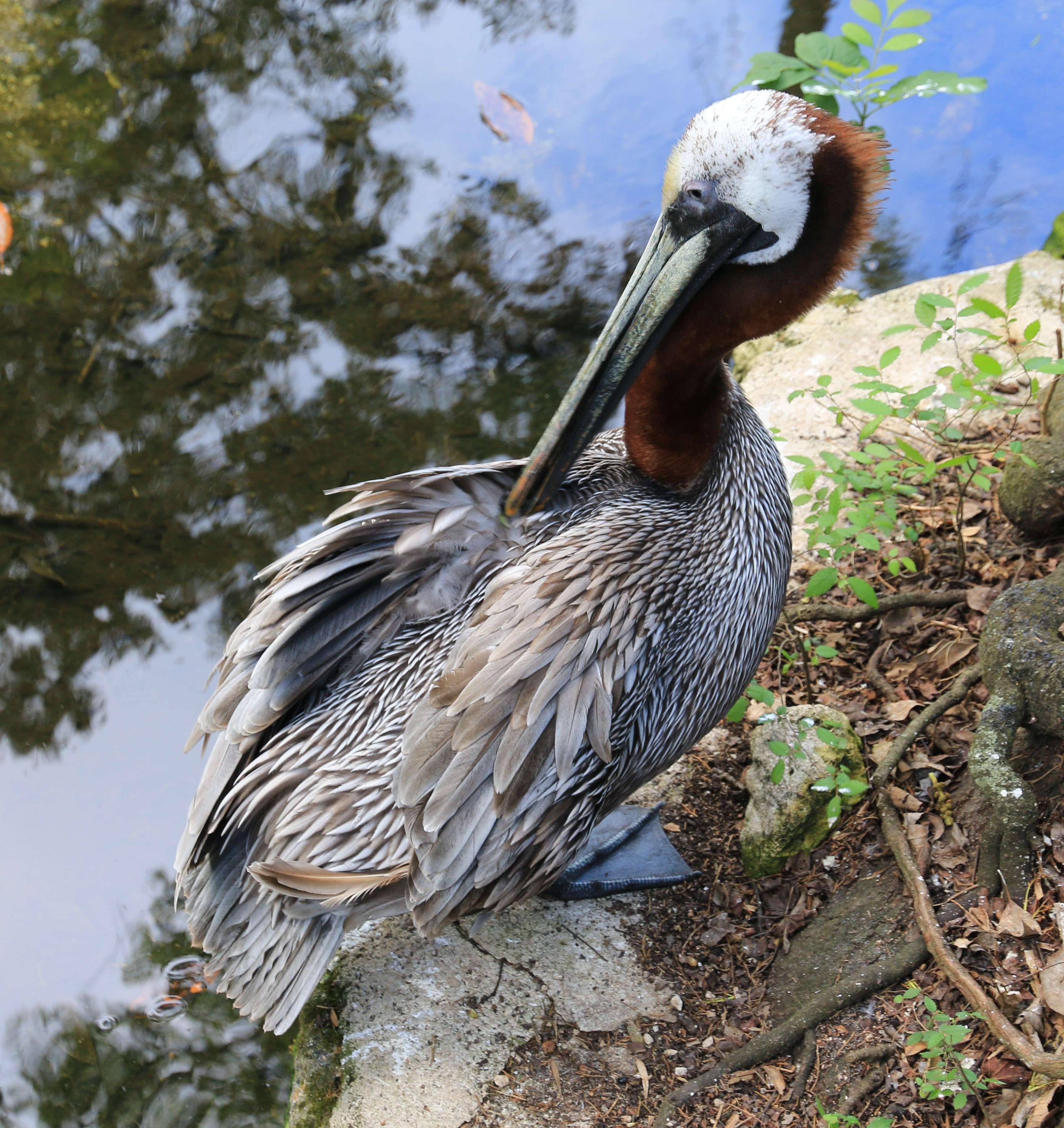 A brown pelican